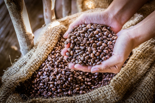 Primo piano dei chicchi di caffè a disposizione con luce solare nella borsa dell'iuta