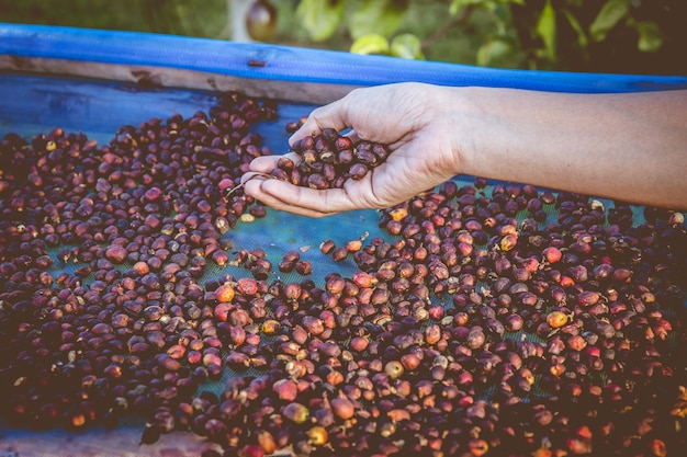 Closeup of coffee beans in hand with sunlight on rack. Film filter style