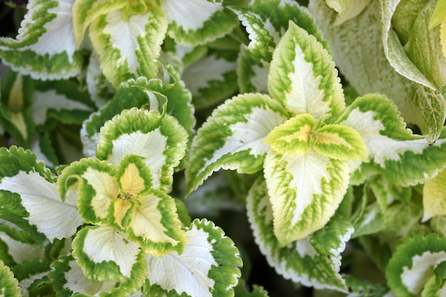 Closeup of Coleus plant Plant background for design Nature concept