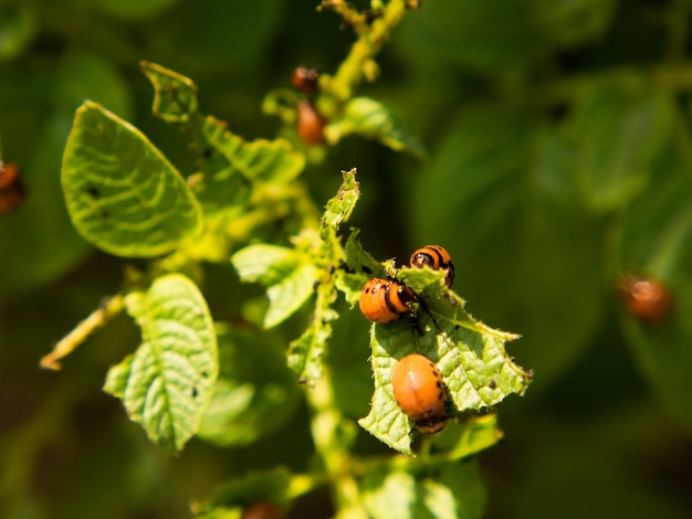 Closeup of the Colorado potato beetle and larvae on green potato leaves pest control