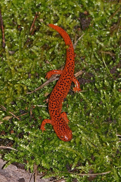 Foto close-up della colorata salamandra rossa blue ridge pseudotriton ruber su muschio verde