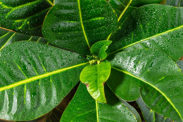 Closeup Colorful Codiaeum Leaves Background Beautiful natural backdrop texture Leaves croton