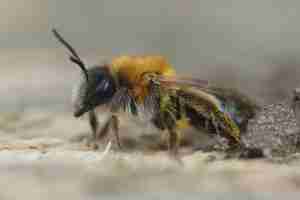 Photo closeup on a colorful female grey-patched mining bee andrena gravida sitting on a piece of wood