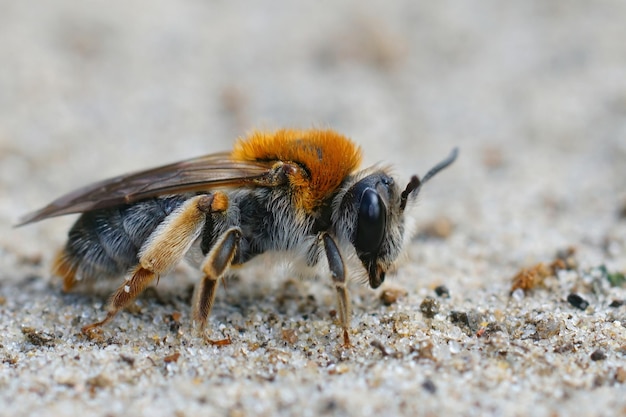 오렌지 꼬리 광산 꿀벌, Andrena haemorrhoa의 다채로운 여성의 근접 촬영