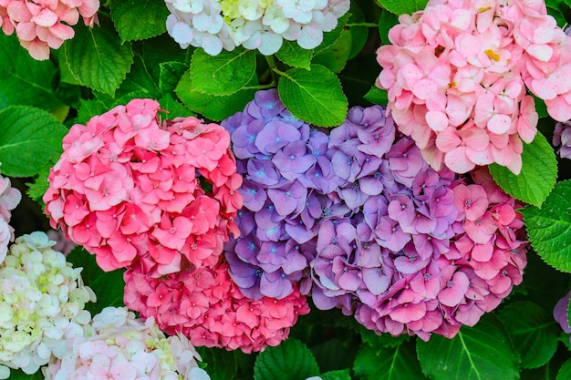 Closeup of a colorful hydrangea flowers