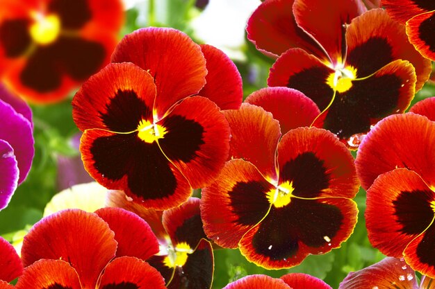 Closeup of colorful pansy flower