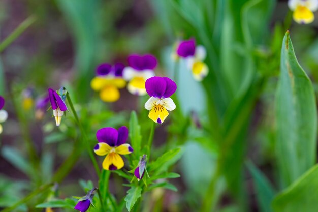 Closeup of colorful pansy flowers in spring garden with blurred background and selective focus.