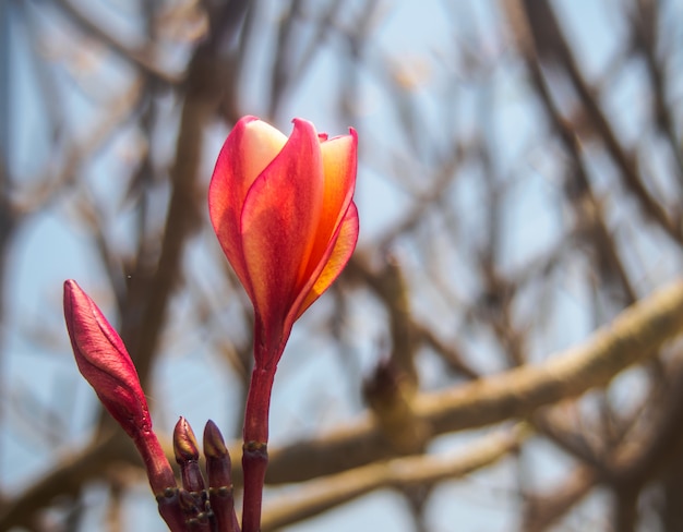 Primo piano il plumeria colorato sullo sfondo della natura