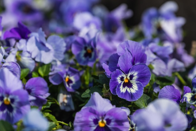 Closeup of colorful purple violets soft selective focus