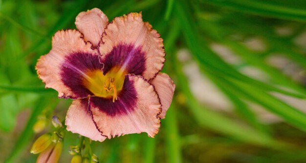 Closeup on coloured daylily flower