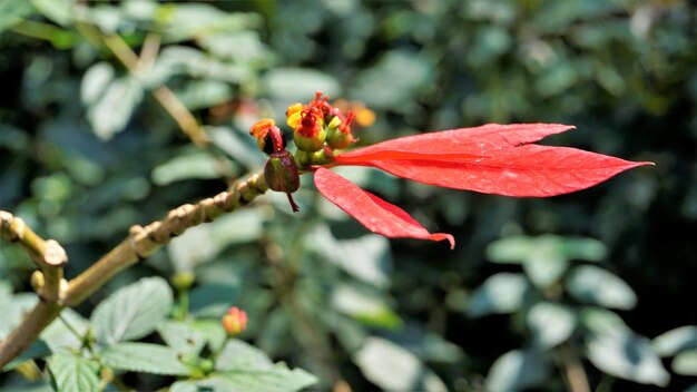 ポインセチアやクリスマスの花とも呼ばれるユーフォルビア プルケリマのカラフルな葉をクローズ アップ