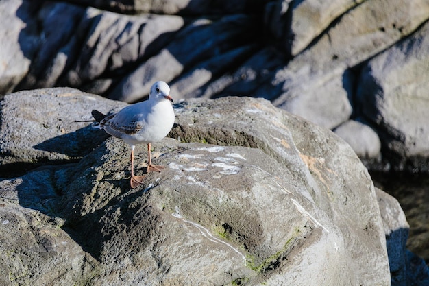 A closeup of a common gull standing on the rock