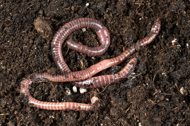 CloseUp of Compost Worms in Organic Garden Soil