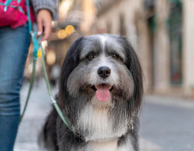Foto close-up di un cane soddisfatto che viene passeggiato su una vivace strada della città dal suo proprietario