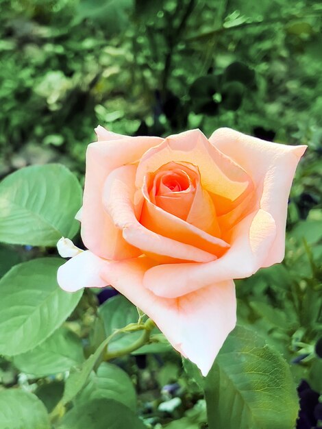 Closeup of coral rose in a summer garden Top view