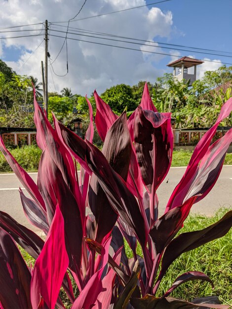 Closeup of cordyline fruticosa pink plant