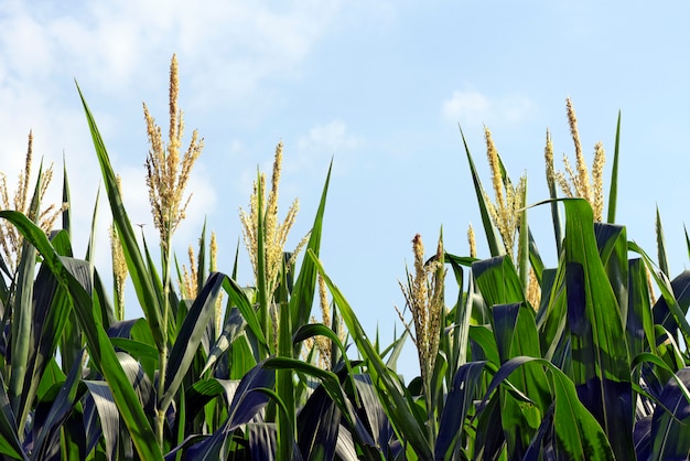 Closeup of corn plants with tassel