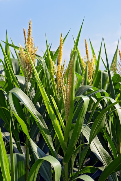 Closeup of corn plants with tassel