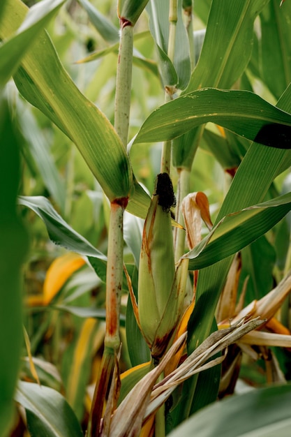 Closeup of corn on the stalk in the corn field