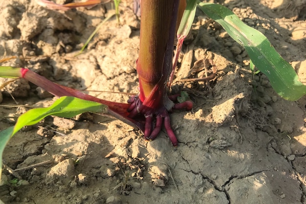 農民の泥だらけの地面から突き出ているトウモロコシの茎の繊維状の根のクローズアップ