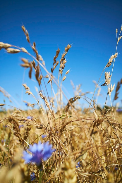 Closeup of a cornfield, purple flowers and blue sky