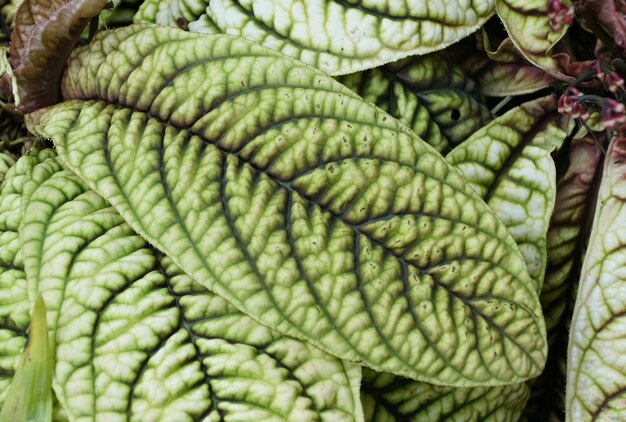 Photo closeup of a corrugated leaf of ardisia a tropical terrarium plant