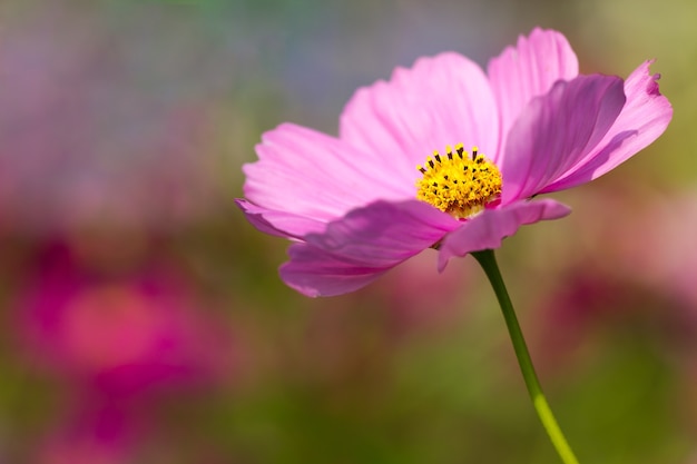 クローズアップコスモスピンクの花の庭と朝の日差し