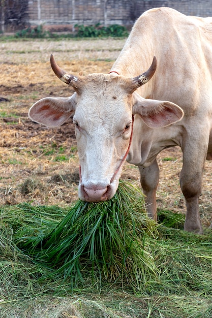 Closeup cow eating grass 