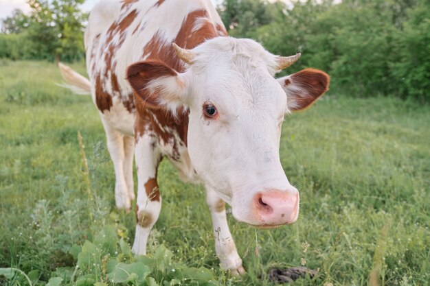 Closeup of cow grazing in meadow, sunny summer day brown white cow