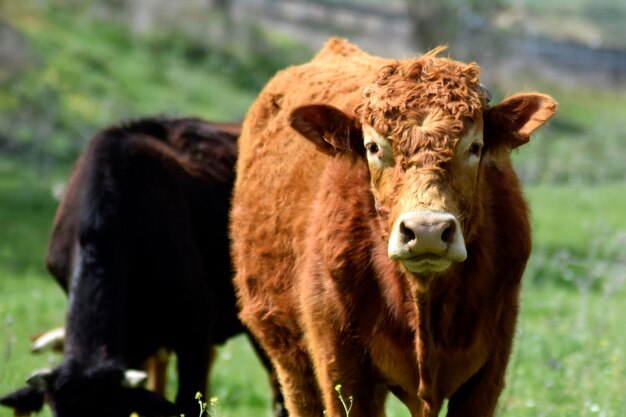 Photo closeup of a cow in the meadow