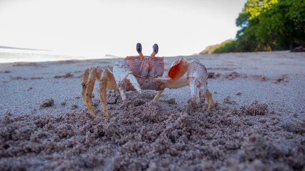 Photo closeup of crab