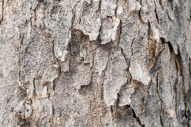 Closeup cracked skin of trunk of tree texture background