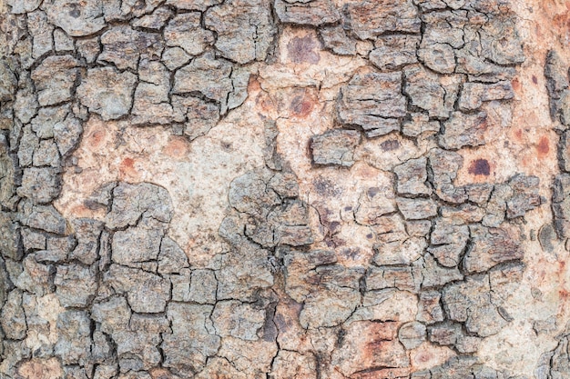 Closeup cracked skin of trunk of tree texture background