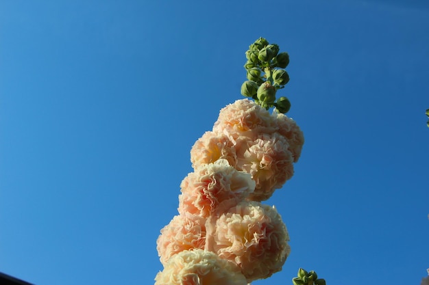 空に対してクリーム色のゼニアオイの花のクローズ アップ