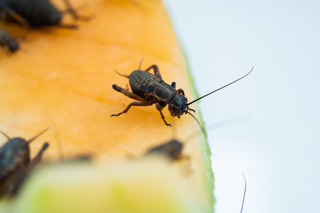 Closeup crickets eating food, small bug