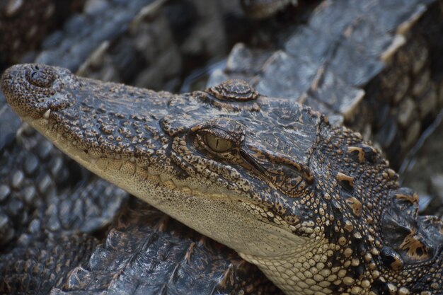 Closeup a crocodile head 