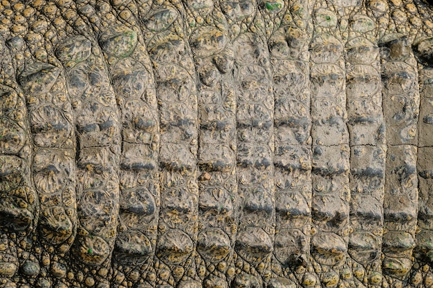 closeup Crocodile leather background,Crocodile skin