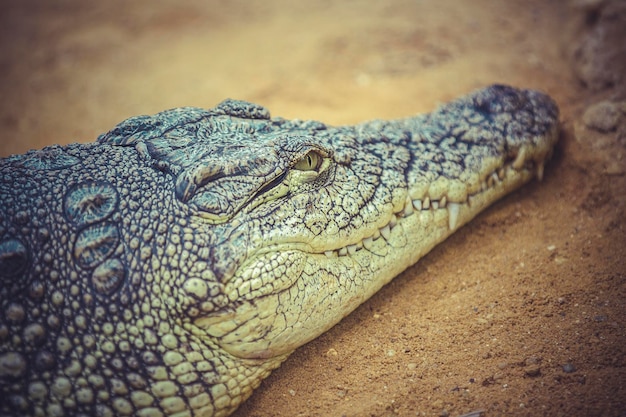 Closeup of a crocodile