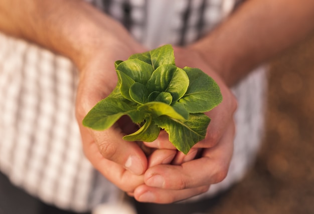 温室で作業しながら手に小さな緑のレタスの苗を示す作物匿名農家のクローズアップ