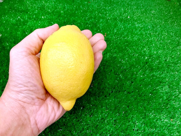 Closeup and crop big lemon on a human hand and plastic grass background with space for texts