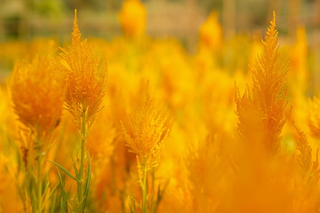 ぼやけたケイトウ草原の背景にオレンジ色のケイトウの花のクローズ アップと作物のシーン