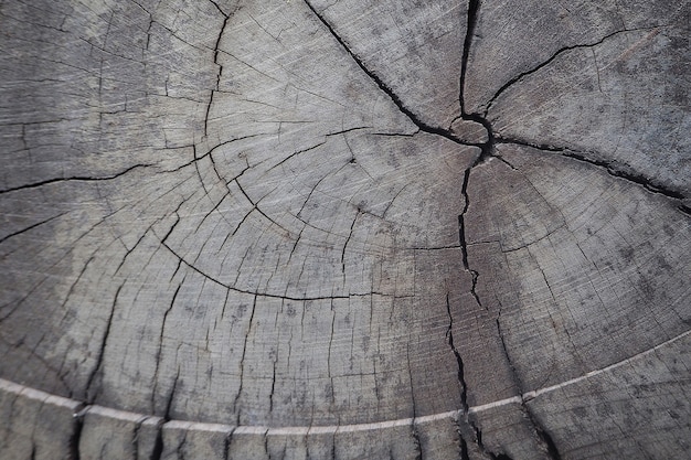 Foto sezione trasversale del primo piano e struttura e fondo annuali dell'albero dell'anello,