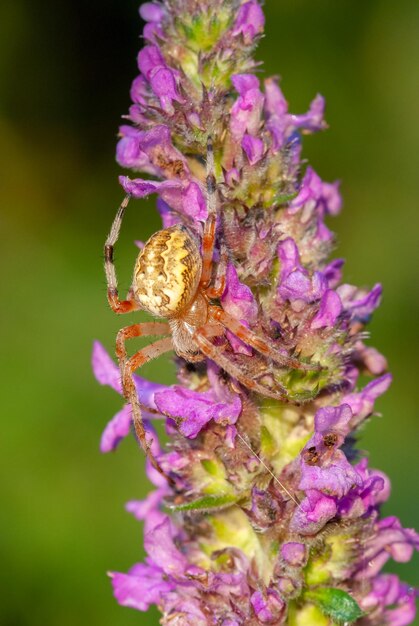 Photo closeup on a cross spider also called european garden spider diadem spider or pumpkin spider