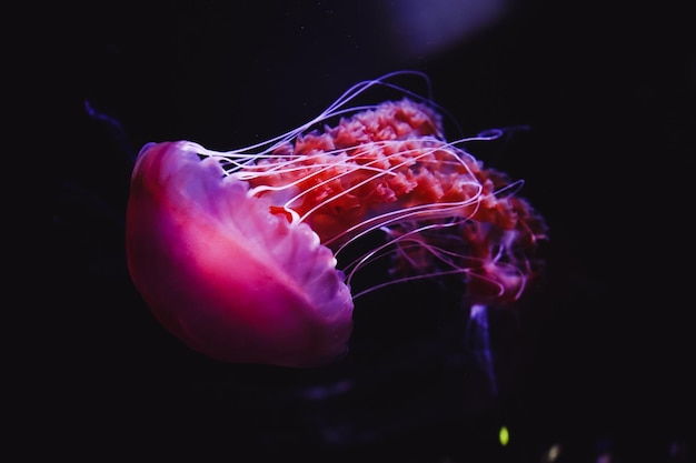 Photo closeup of a crown jellyfish