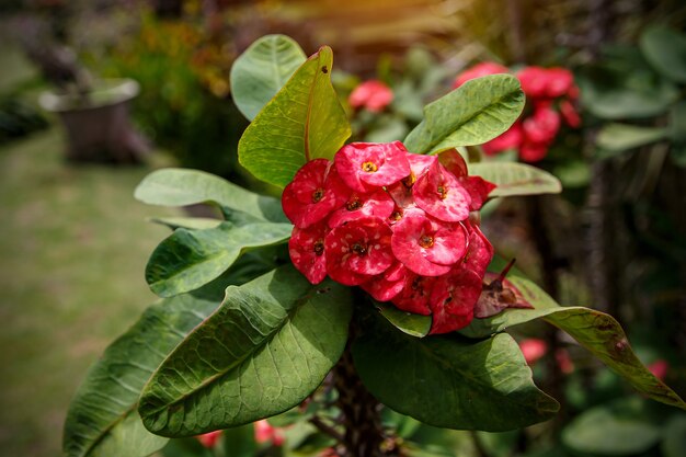 Closeup of crown of thorns red flower.