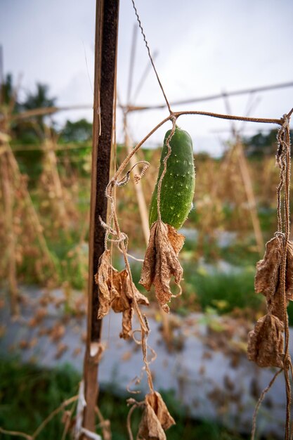 closeup of cucumber crop failure in the dry season