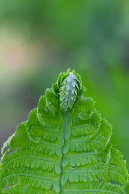 Closeup of the curled edge of a fern leaf