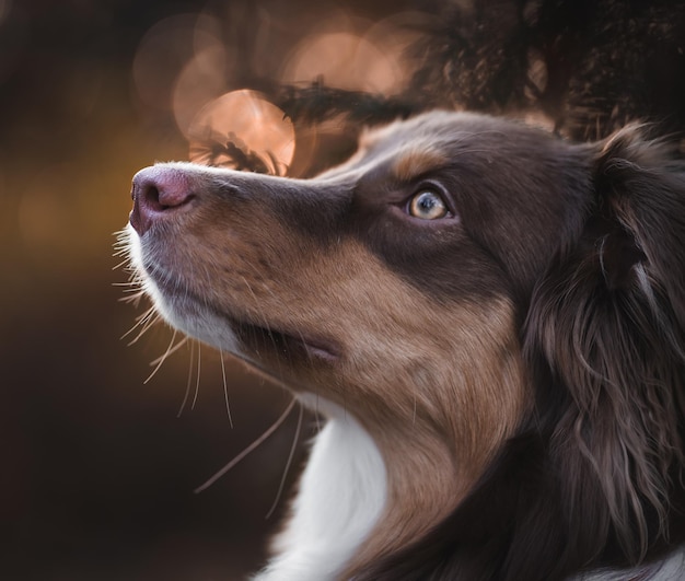 Closeup of a cute brown Australian shepherd with a blurred background