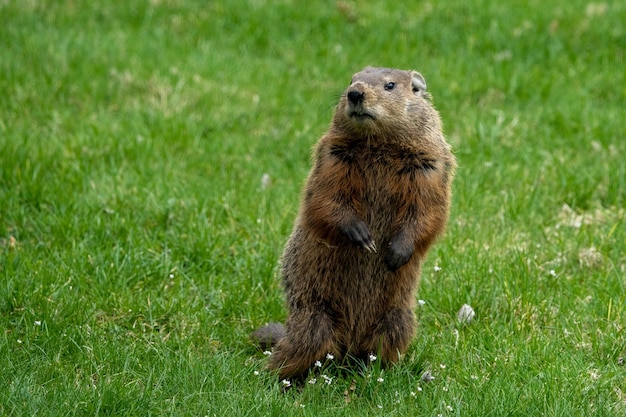 Closeup of a cute brown fluffy Bobak marmot Marmota boba on its back feet on the grass