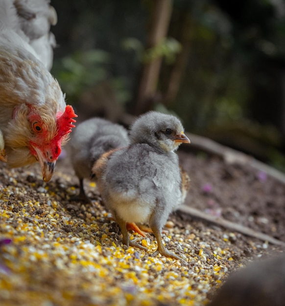 Closeup of cute chicks resting with a hen in the farmyard